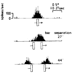 double line representation in simple cells