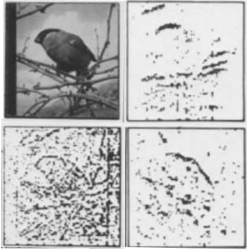 contour extraction in LGN and visual cortex