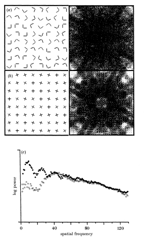 regions with crossed and non-crossed line pairs differ in spatial frequency composition