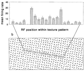 response modulation near a texture border